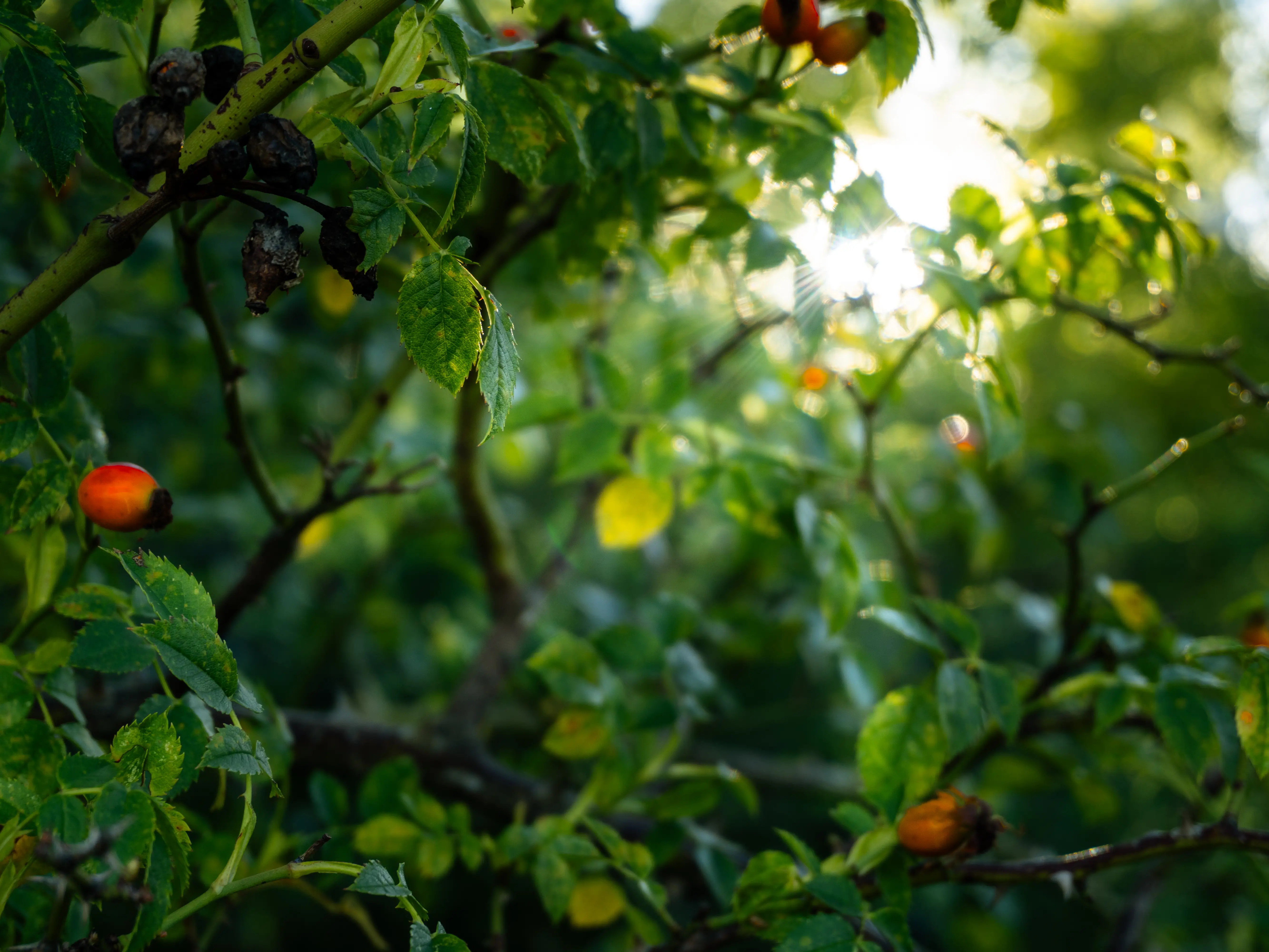 Sole nelle fronde